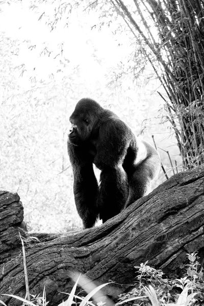 Grayscale Shot Gorilla Sitting Trunk — Stockfoto