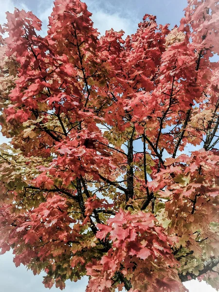 Vertical Shot Sugar Maple Pink Colored Foliage — Stock Photo, Image