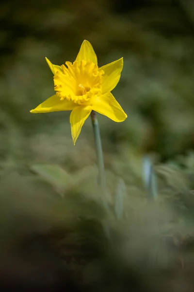 Primer Plano Narciso Amarillo — Foto de Stock