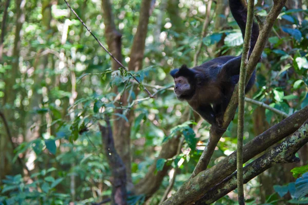 Uma Bela Foto Macaco Bonito Selva Peru — Fotografia de Stock