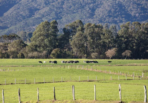 ブラジルの牧草地に牛が放牧された穏やかな農場の風景 — ストック写真
