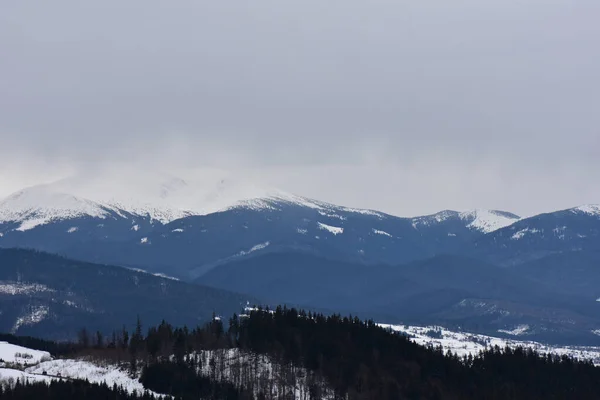 Захоплюючий Зимовий Пейзаж Гір Снігом Сосновими Деревами — стокове фото