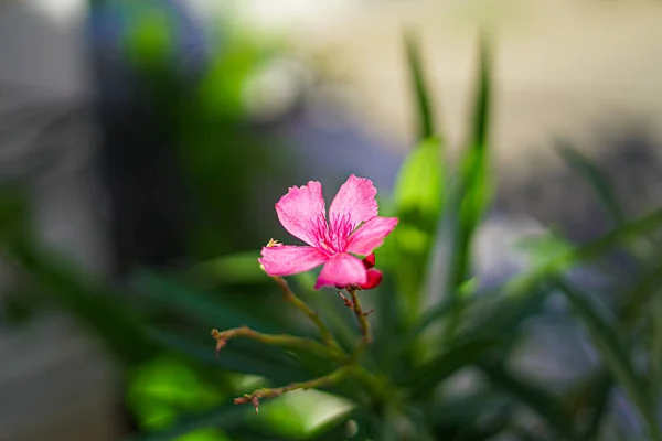 Ροζ Λουλούδι Φόντο Bokeh — Φωτογραφία Αρχείου