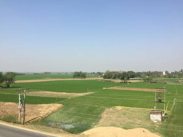 Пышные Зеленые Поля Сельской Местности Бардхамана Западная Бенгалия — стоковое фото
