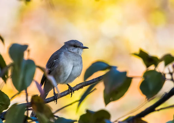 Mise Point Sélective Oiseau Moqueur Perché Sur Une Branche — Photo