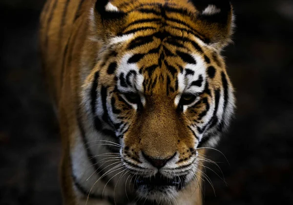 Closeup Tiger Zoo Cleveland Ohio — 图库照片