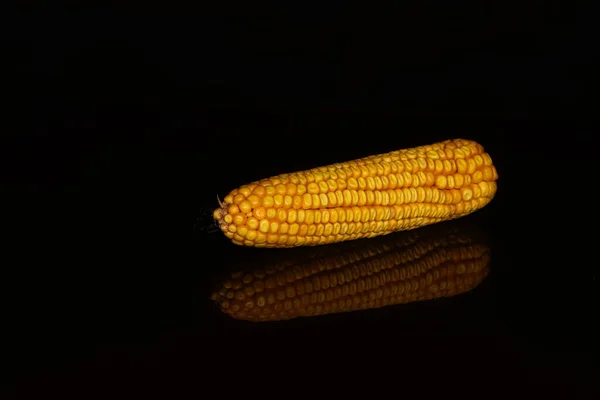 黑色背景上成熟的玉米穗 — 图库照片