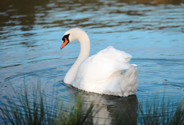 Shot Mute Swan Cygnus Olor Swimming Lake Sunlight — Stockfoto