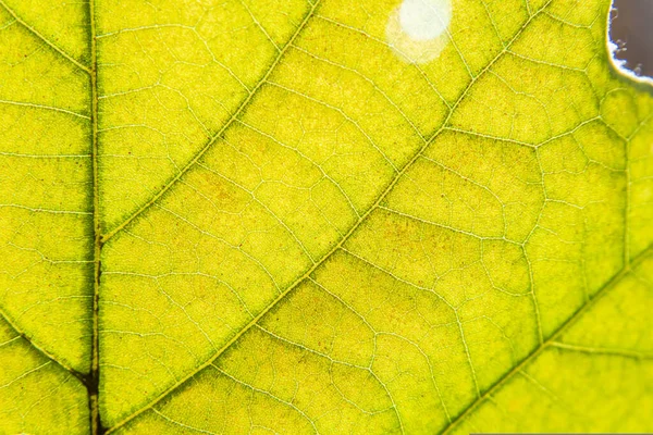 Een Closeup Shot Van Een Groene Esdoorn Vel Textuur — Stockfoto