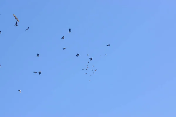 Beautful Shot Birds Flying Clear Blue Sky — Fotografia de Stock