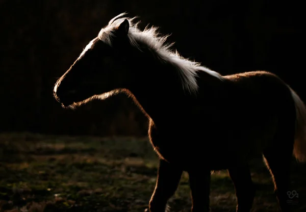Silhouette Horse Farm Kentucky — 스톡 사진