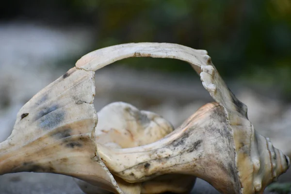 Closeup Shot Broken Seashell Blurred Background — Stock Photo, Image