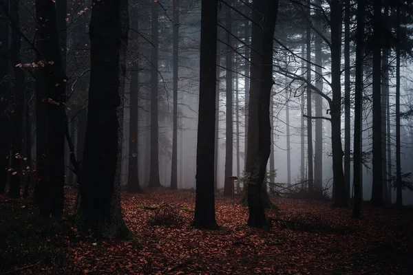 Una Vista Del Paisaje Los Árboles Bosque Bávaro Alemania —  Fotos de Stock