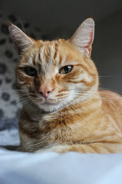 Vertical Closeup Shot Striped Orange Cat — 图库照片