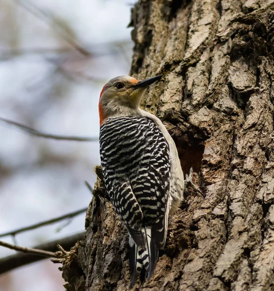 Een Selectieve Focus Shot Van Een Specht Hoog Een Boom — Stockfoto