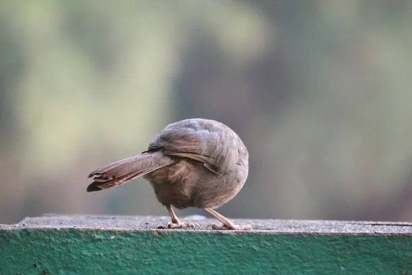 Plan Rapproché Oiseau Jungle Perché Sur Une Surface Béton Dans — Photo