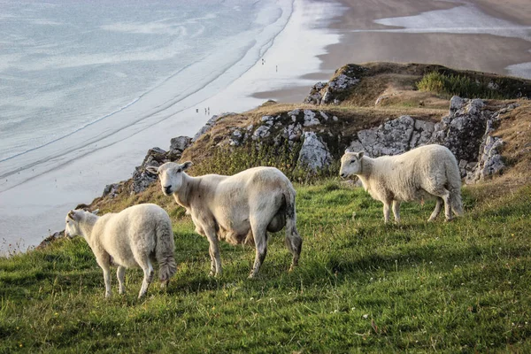 Group Sheep Grazing Hillside Meadow Sea — Stock fotografie