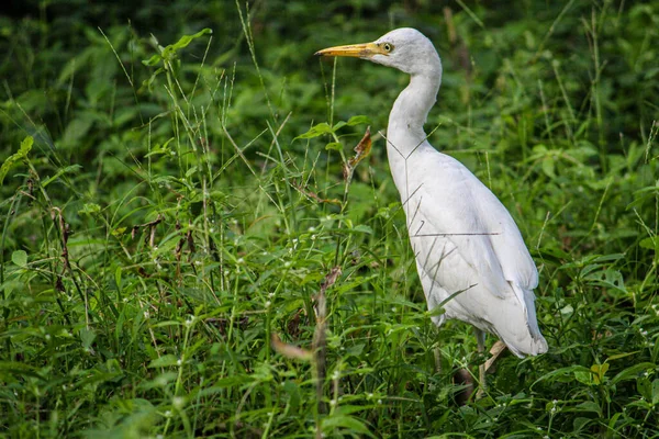 Close Shot Lovely White Egret Perched Grassy Ground Sunny Day — Fotografia de Stock