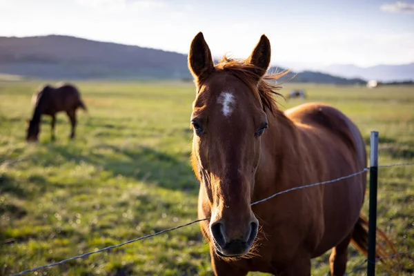 West Yellowstone United States Jun 2021 Two Horses West Yellowstone — Stock Photo, Image