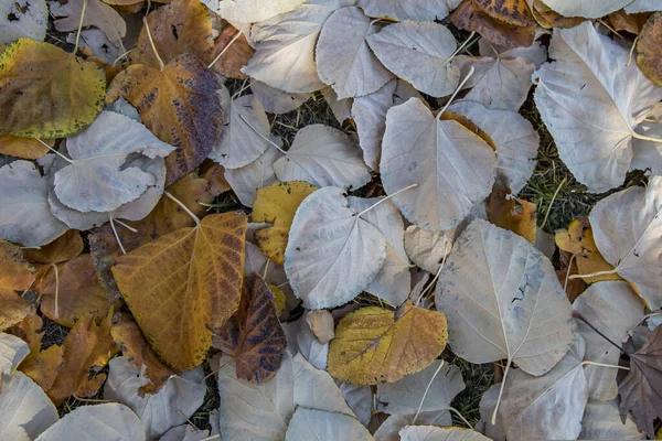 Uma Vista Superior Folhas Bordo Caídas Chão — Fotografia de Stock