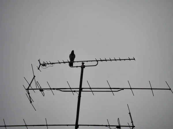 Bird Antenna Heavy Raining — Stockfoto