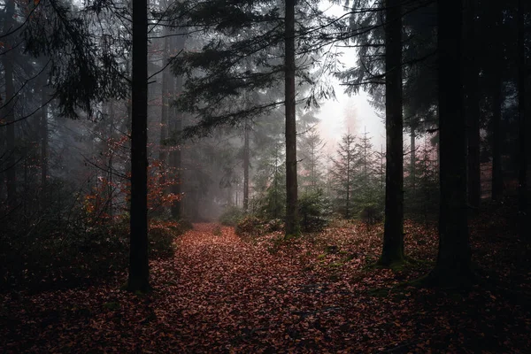 Una Vista Colorida Del Paisaje Del Bosque Bávaro Alemania — Foto de Stock