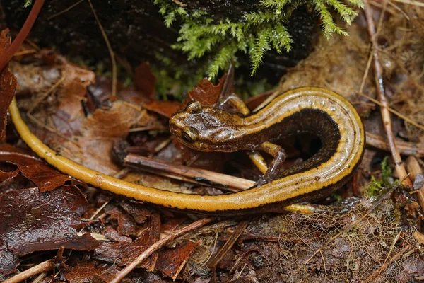 Closeup Yellow Form Western Redback Salamander Plethodon Vehiculum South Washington —  Fotos de Stock