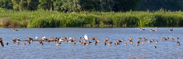 Urban Artificial Wetland Holland Dozens Water Wader Birds Mostly Godwits — Fotografia de Stock