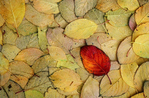 Closeup Shot Beautiful Autumn Leaves Raindrops Them — Stockfoto