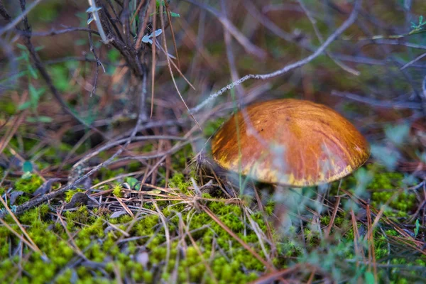 Közelkép Egy Gombáról Egy Őszi Erdőben Murcia — Stock Fotó