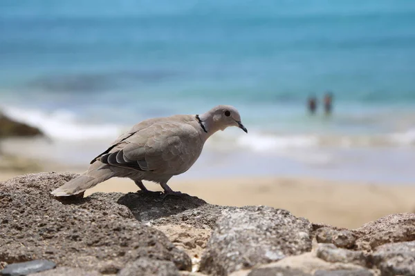 Small Eurasian Collared Dove Rocky Coast Summer — Fotografia de Stock