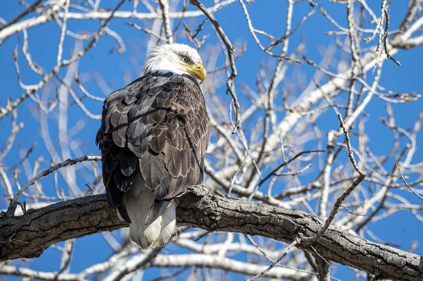 Schöne Aufnahme Eines Wilden Adlers Der Auf Einem Ast Steht — Stockfoto
