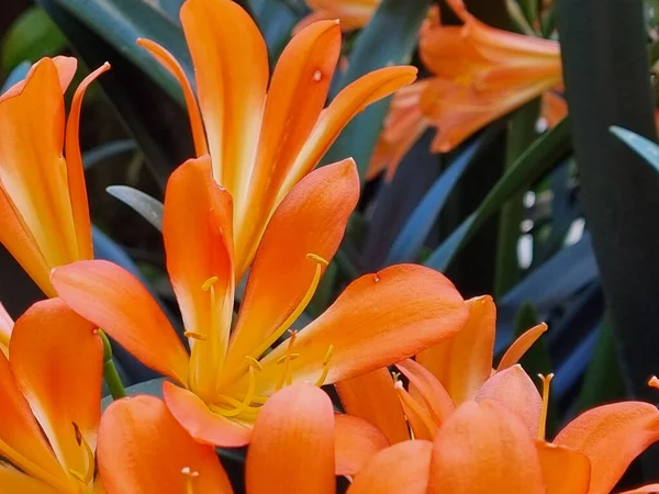 Closeup Shot Orange Lilies Incas — Stock Fotó