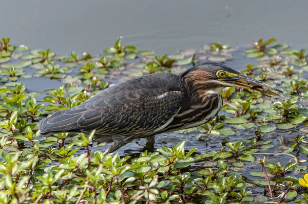 Gros Plan Oiseau Mangeant Des Plantes Poussant Bord Rivière — Photo