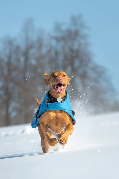 Vertical Closeup Hungarian Vizsla Pointer Dog Running Snow — стоковое фото