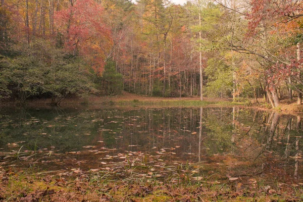 Beautiful View Autumn Landscape Pond Surrounded Trees — Foto de Stock