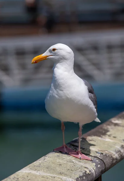 Vertical Shot Seagull Perched Dock — Fotografia de Stock