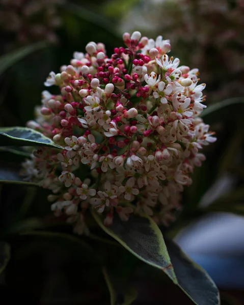 Kokulu Bahar Çiçeklerine Yakın Plan Kokulu Yeşil Skimmia Japonica Çalısı — Stok fotoğraf