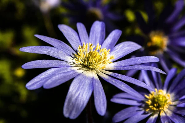 Une Fleur Aster Bleu Dans Parc Sous Lumière Soleil — Photo