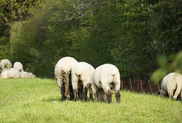 Flock Sheep Grazing Greenfield — Stockfoto