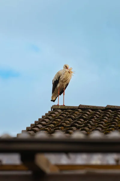 Ein Storch Wollte Sich Auf Meinem Haus Norddeutschland Ausruhen — Stockfoto