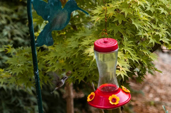背景に木のある庭で開催されるのどの渇いた鳥のための飲料装置のクローズアップショット — ストック写真