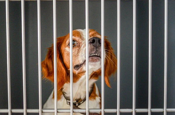 一只可爱的小猎犬被关在笼子里等待着康复 — 图库照片
