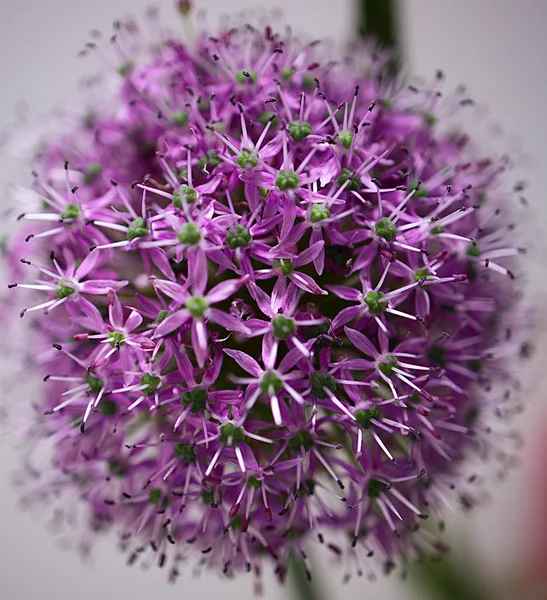 Closeup Beautiful Purple Giant Allium Flowers Garden — Stock fotografie