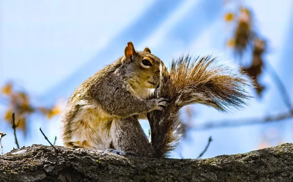Closeup Shot Cute Squirrel Sitting Tree — Stock Photo, Image