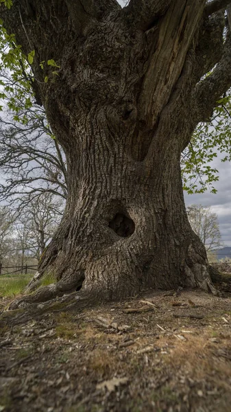 Vertical Shot Huge Old Tree Trunk — Fotografia de Stock