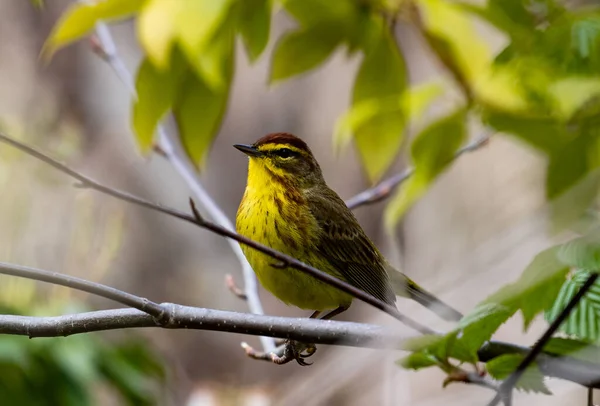 Closeup Shot Yellowhammer Sitting Tree Branch — Fotografia de Stock