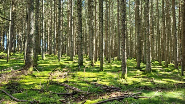 Beau Plan Une Forêt Pendant Journée — Photo