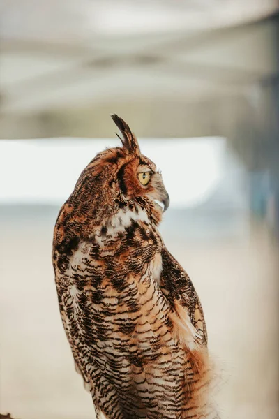 Vertical Shallow Focus Shot Long Eared Owl Wildlife — Fotografia de Stock
