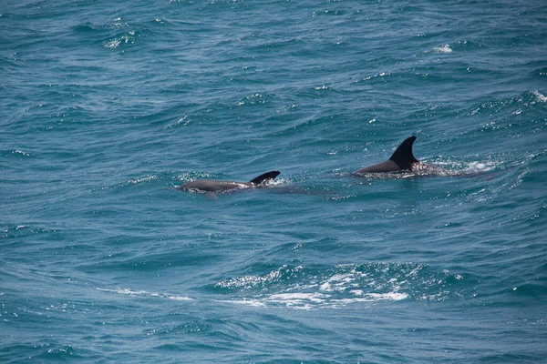 Cute Dolphins Swimming Blue Sea Summer — Stockfoto